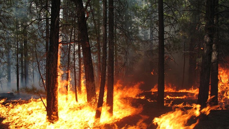 970 pożarów lasów w maju. Strażacy apelują o rozwagę