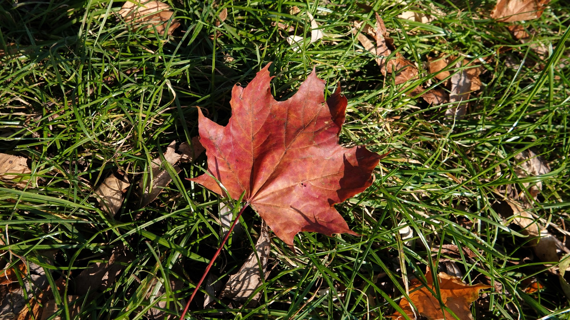 Jesienne klimaty - zdjęcie 36