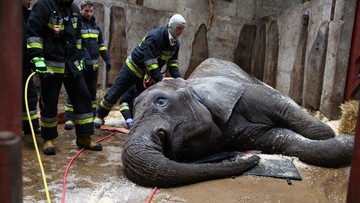 Strażacy pomagali... podnieść się słonicy