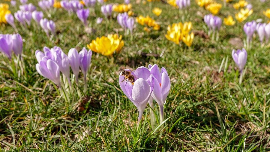 03.03.2019 10:33 Prognoza 16-dniowa: Najpierw wiosennie ciepło, a później? Jaka będzie pierwsza połowa marca?