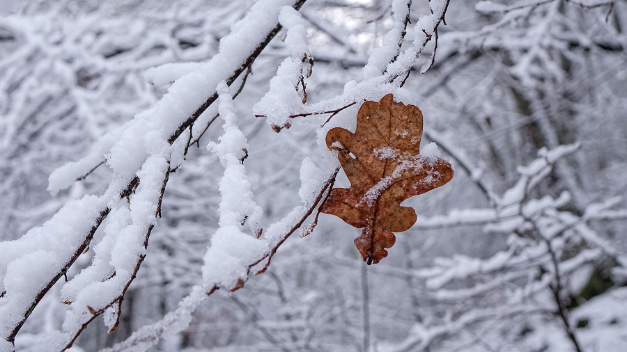 01.12.2018 18:00 Rozpoczęła się meteorologiczna zima. Co nam przyniesie przez następne 3 miesiące?