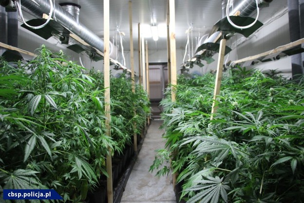 Marihuana rośnie wszędzie: 3-metrowa w lesie, niższa w "serwerowni" i w oborze