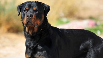 Rottweilery pogryzły 57-latka. Walczy o życie w szpitalu