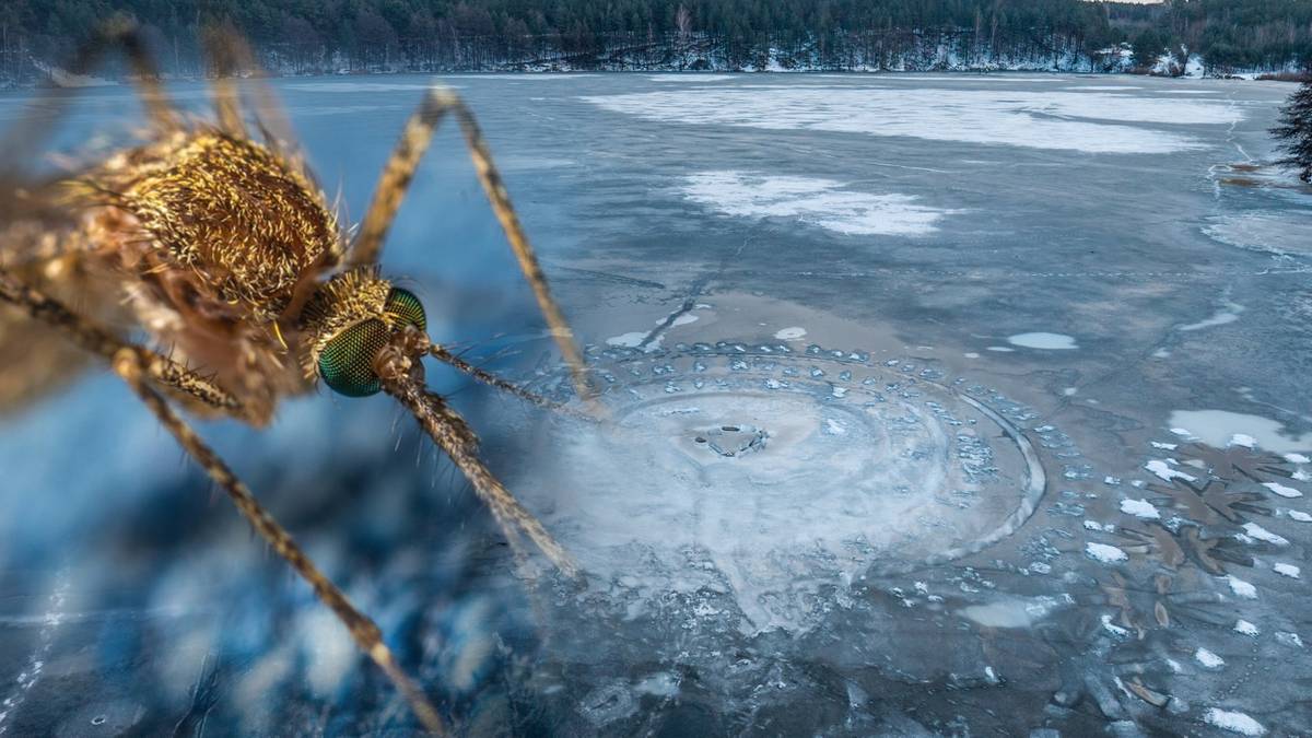 Zbliżenie na komara na tle zamarzniętego jeziora.