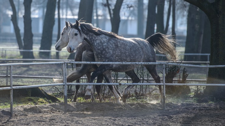 W paszy dla koni w Janowie Podlaskim były koksydiostatyki - potwierdziła prokuratura