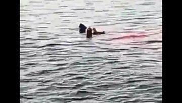 Atak rekina w Egipcie. Kobieta straciła rękę i nogę, nie przeżyła