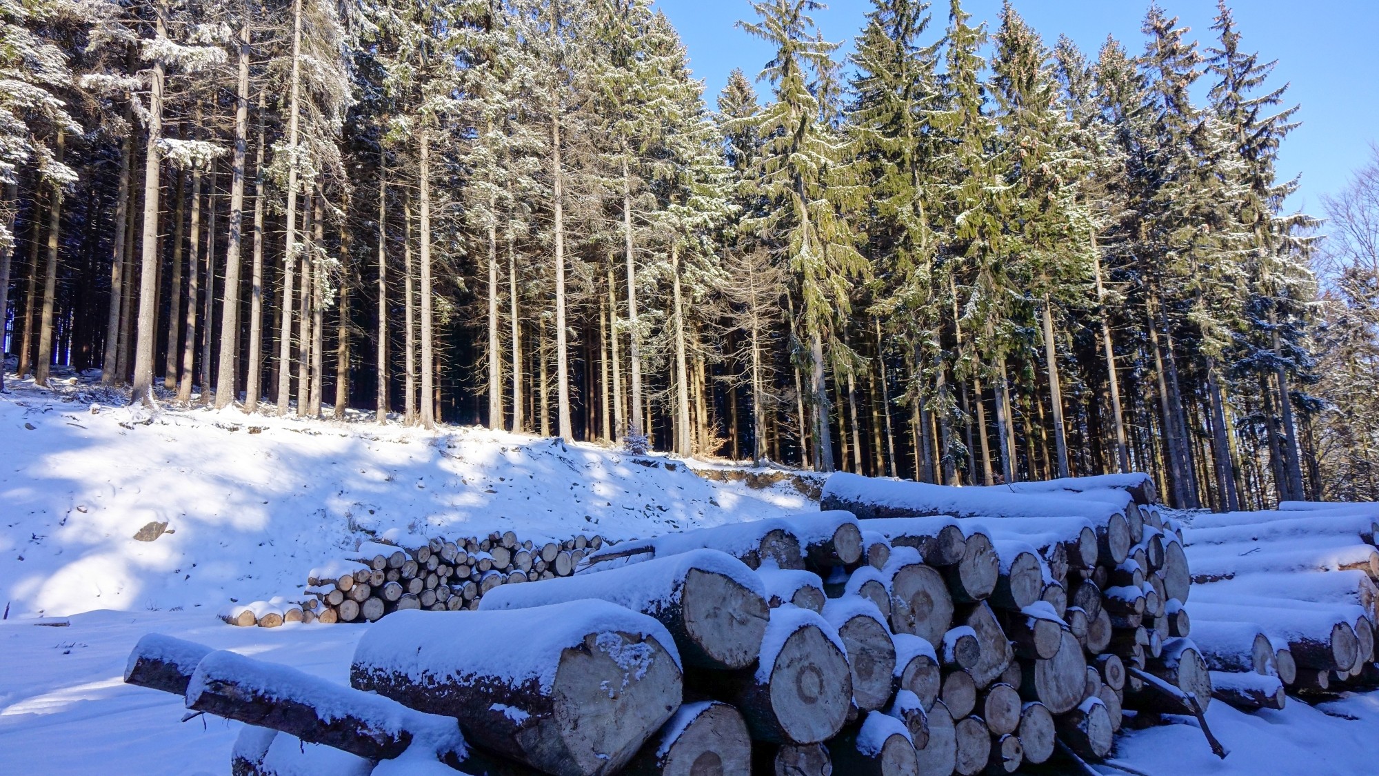 Urocze zakątki w lasach - zdjęcie 75