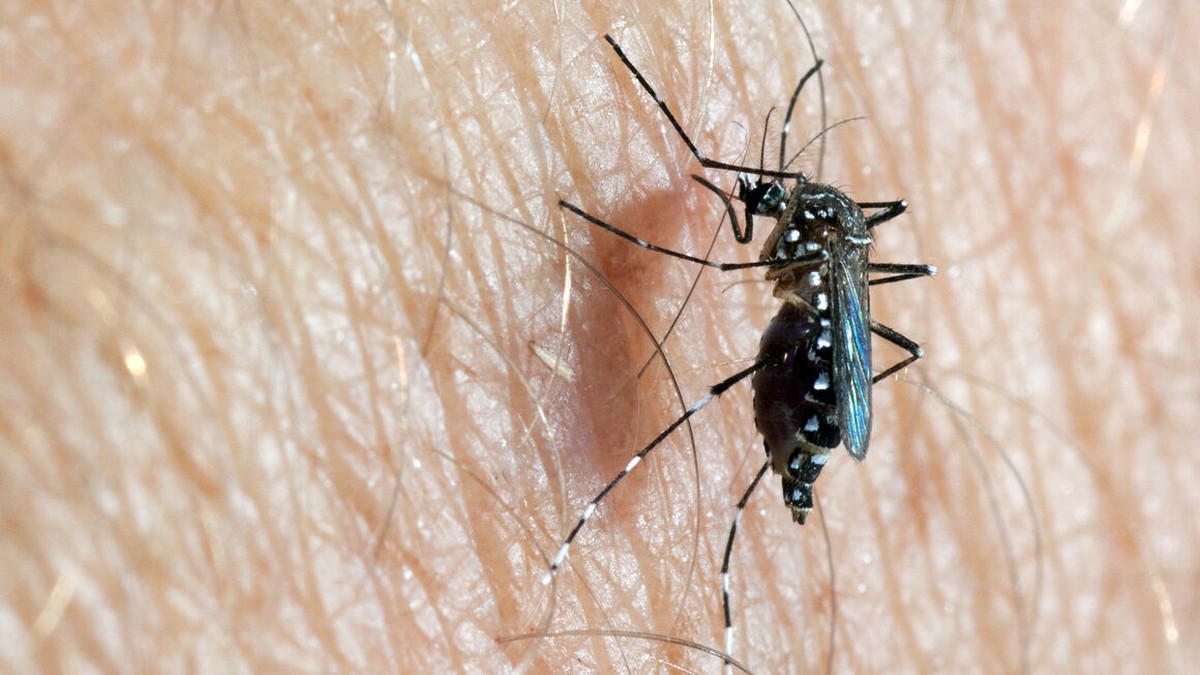 Naukowiec ostrzega. Denga zagrozi Europie w kolejnych latach