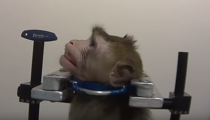 Przerażone małpy i koty bez skóry na łapach. Drastyczne praktyki niemieckiego laboratorium