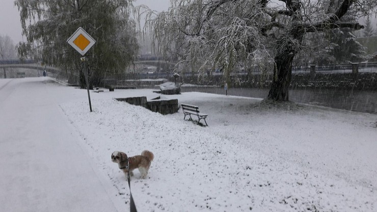 Śnieg na Dolnym Śląsku. Pogodowe anomalie
