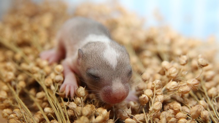 "Myszy z kosmosu". Naukowcy badają, czy nasienie można przechowywać w kosmosie na wypadek zagłady