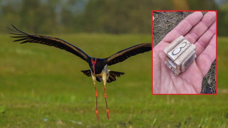 Rumunia. Znaleziono nadajnik bociana, który wyleciał z Polski. Ptak nie żyje