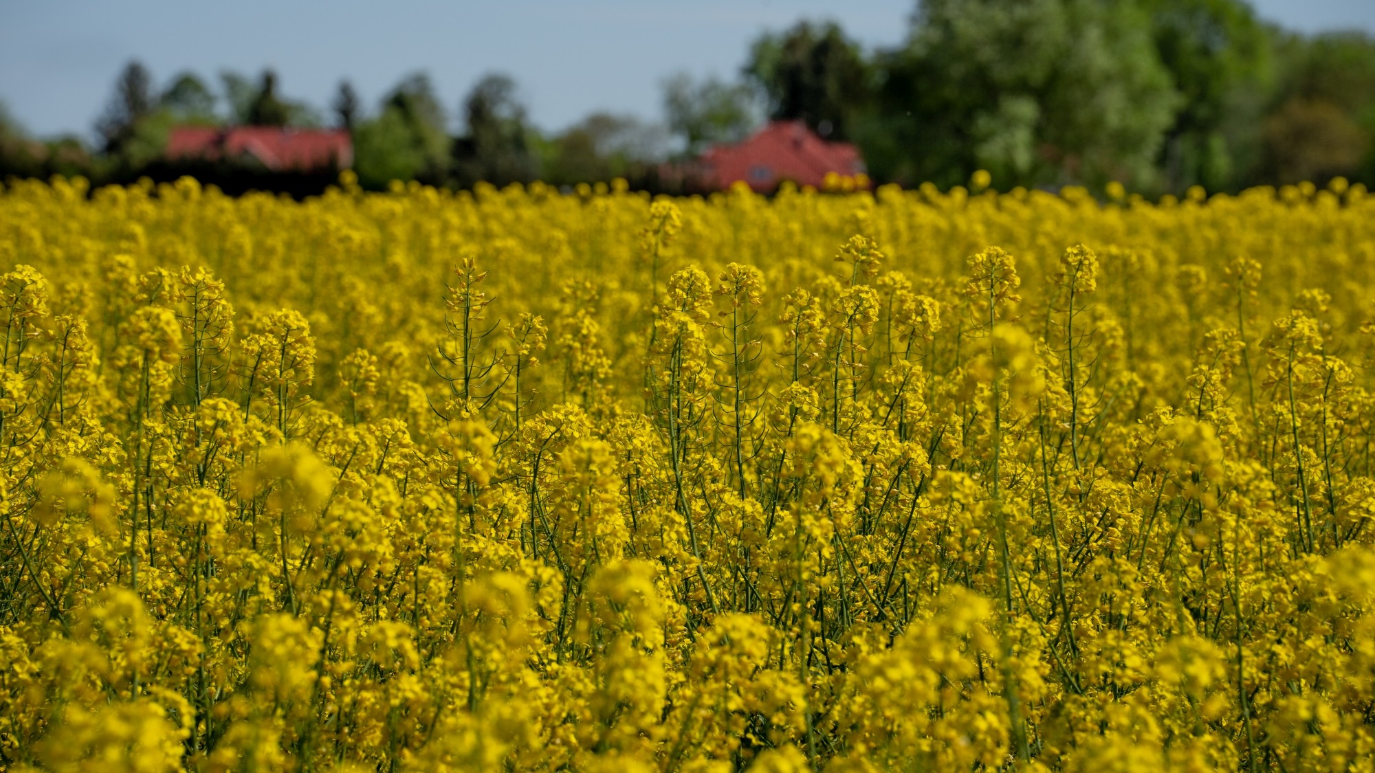 Wiosenna opowieść - zdjęcie 27