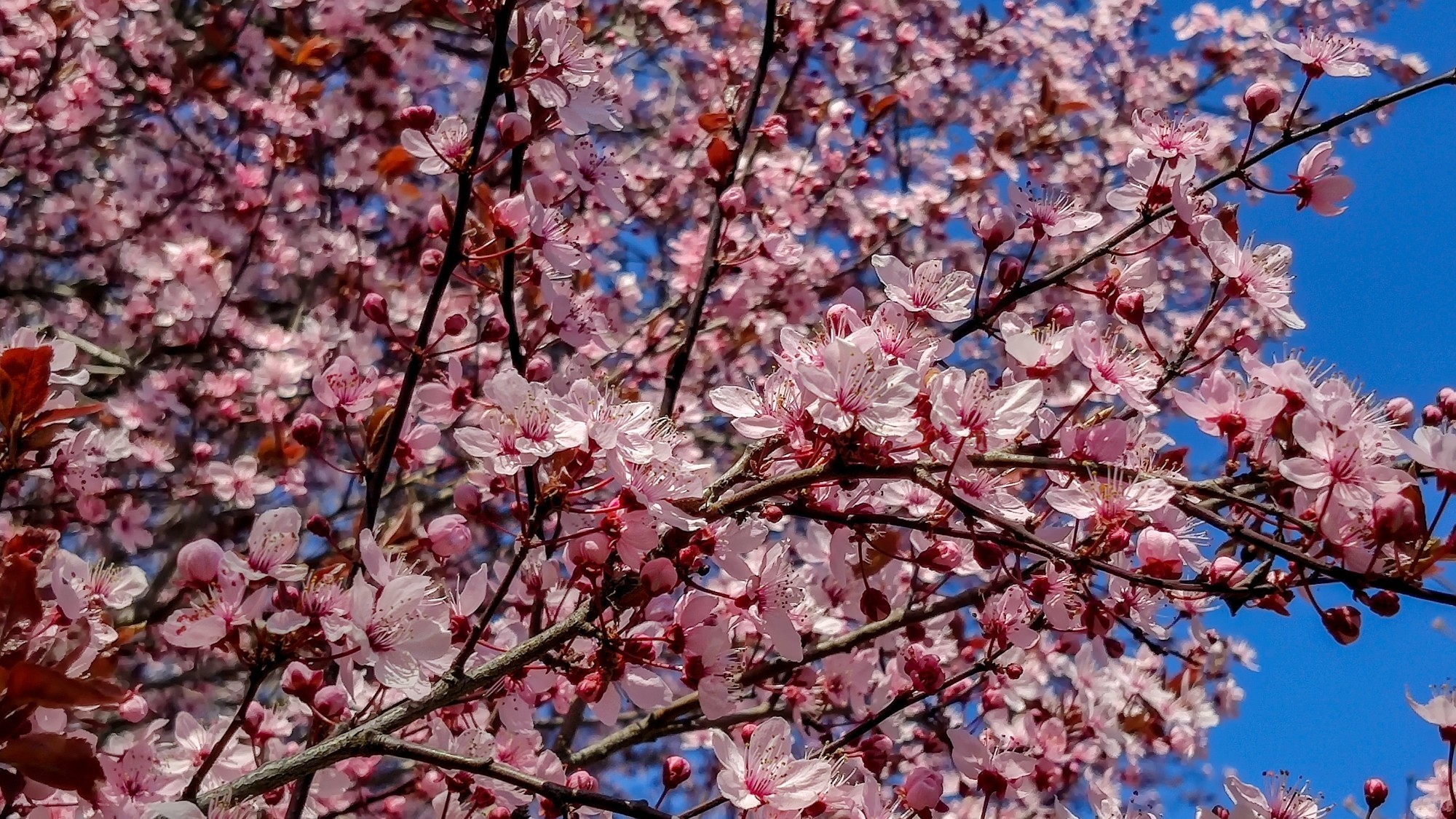 Kwitnąca wiosna - zdjęcie 16