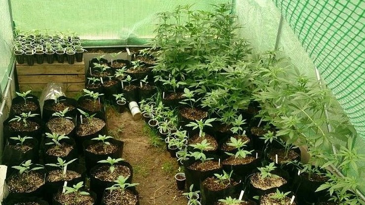 Zlikwidowano plantację marihuany wartą 280 tys. zł