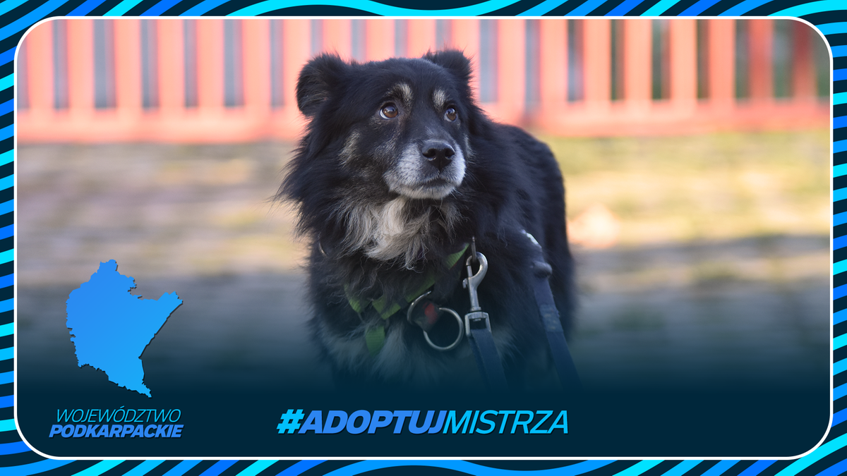 Portret czarnego psa z białym pyskiem i obrożą, przygotowanego do adopcji.