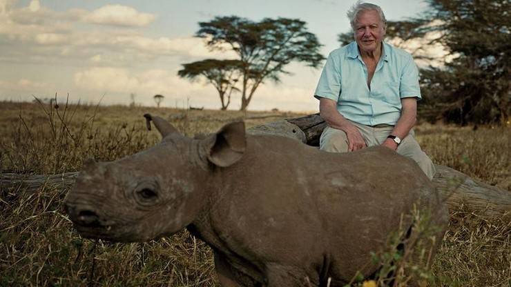 Attenborough, słynny podróżnik, obchodzi 90. urodziny