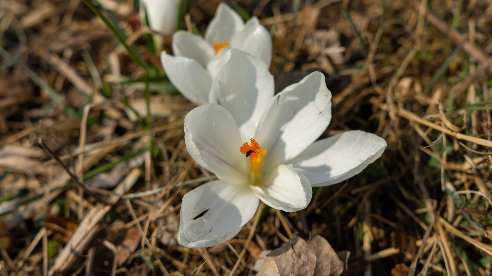 Kraina krokusów - zdjęcie 18