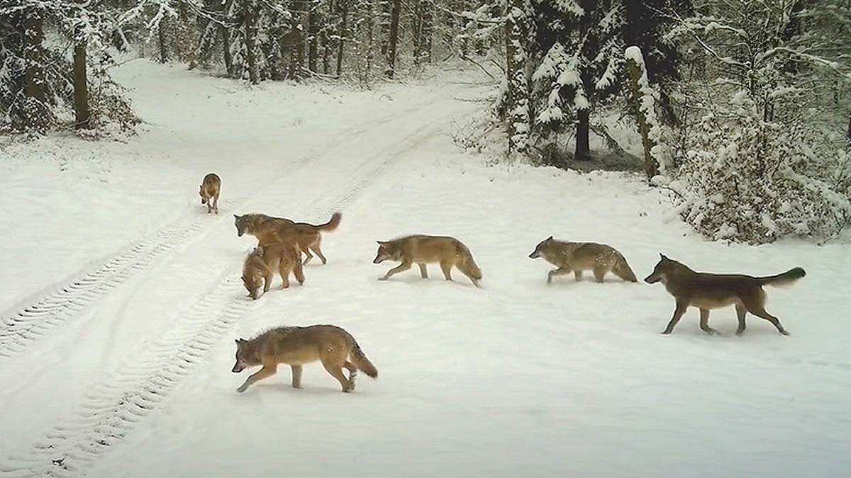 Wataha wilków w Drawieńskim Parku Narodowym.