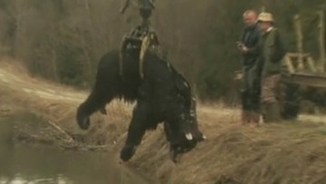 Martwy niedźwiedź w Bieszczadach. Leśnicy badają, co mu się stało