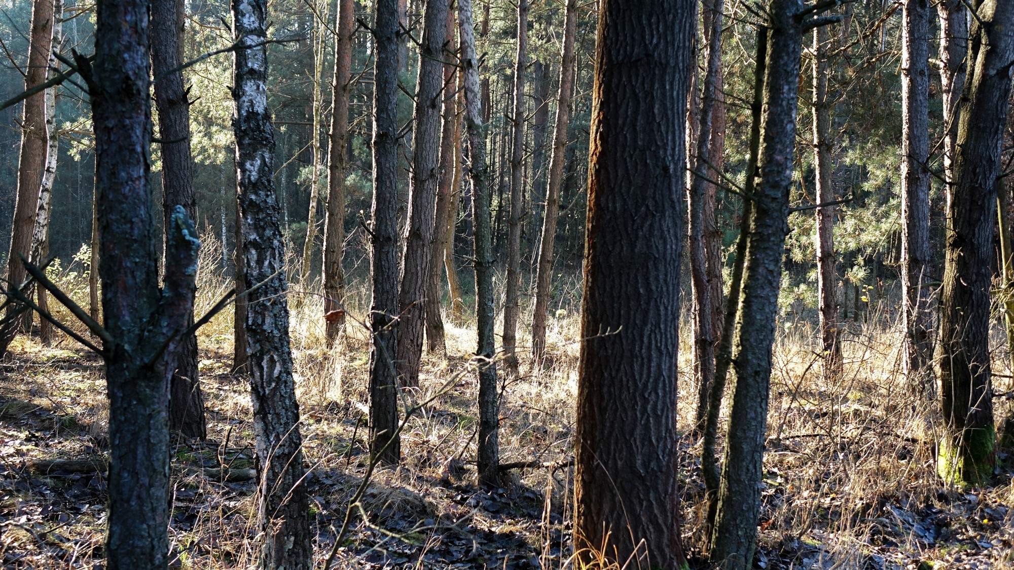 Urocze zakątki w lasach - zdjęcie 88