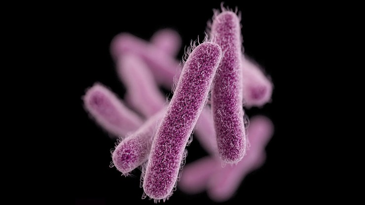 Lekooporna bakteria żołądkowa w USA. "Poważne zagrożenie"
