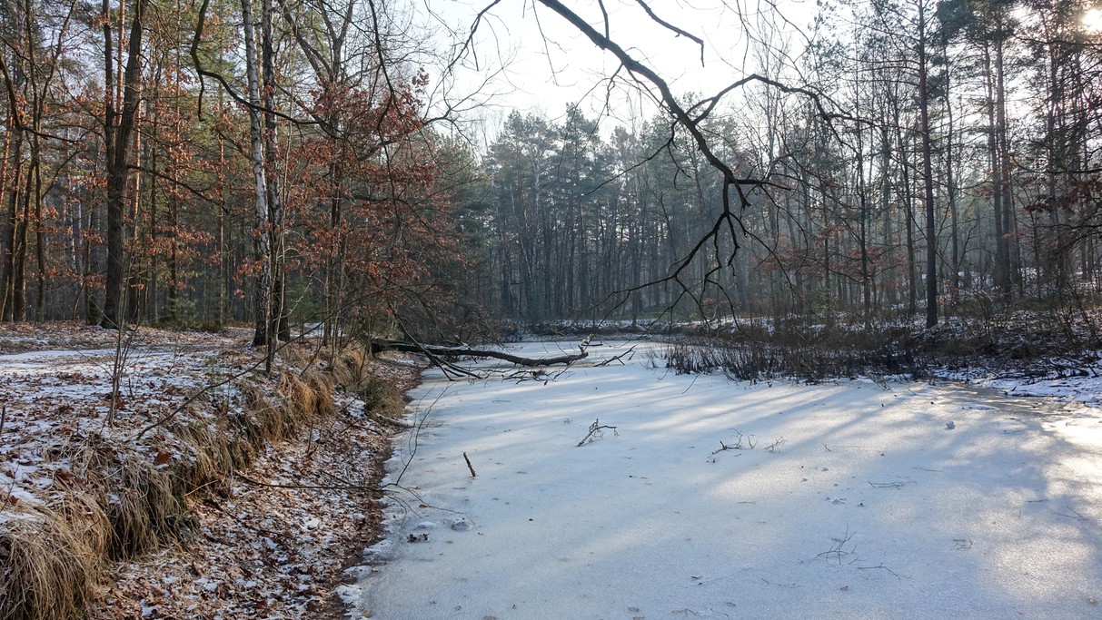 Styczeń w obiektywie - zdjęcie 37