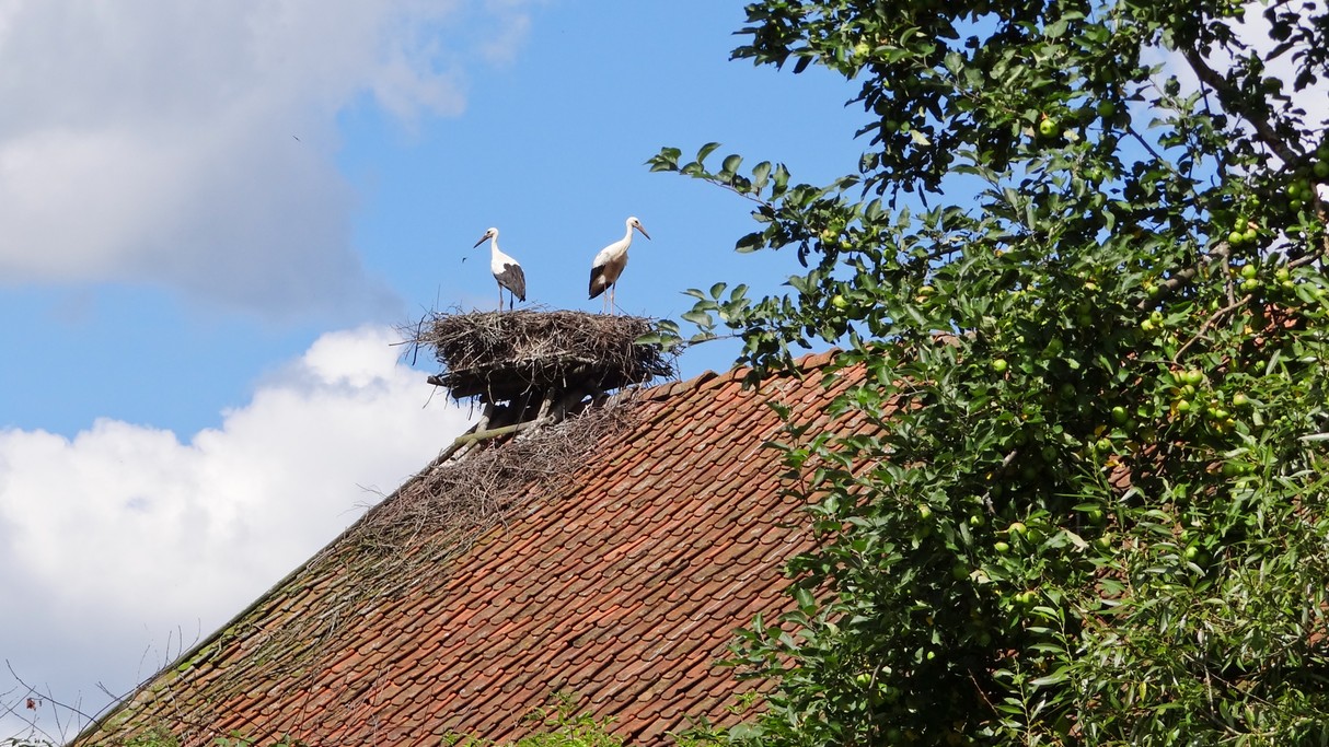 Bociania wioska - zdjęcie 23