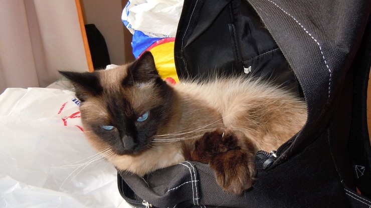 Próbowała przemycić kota w torbie, wraz z nim wróciła do Kanady