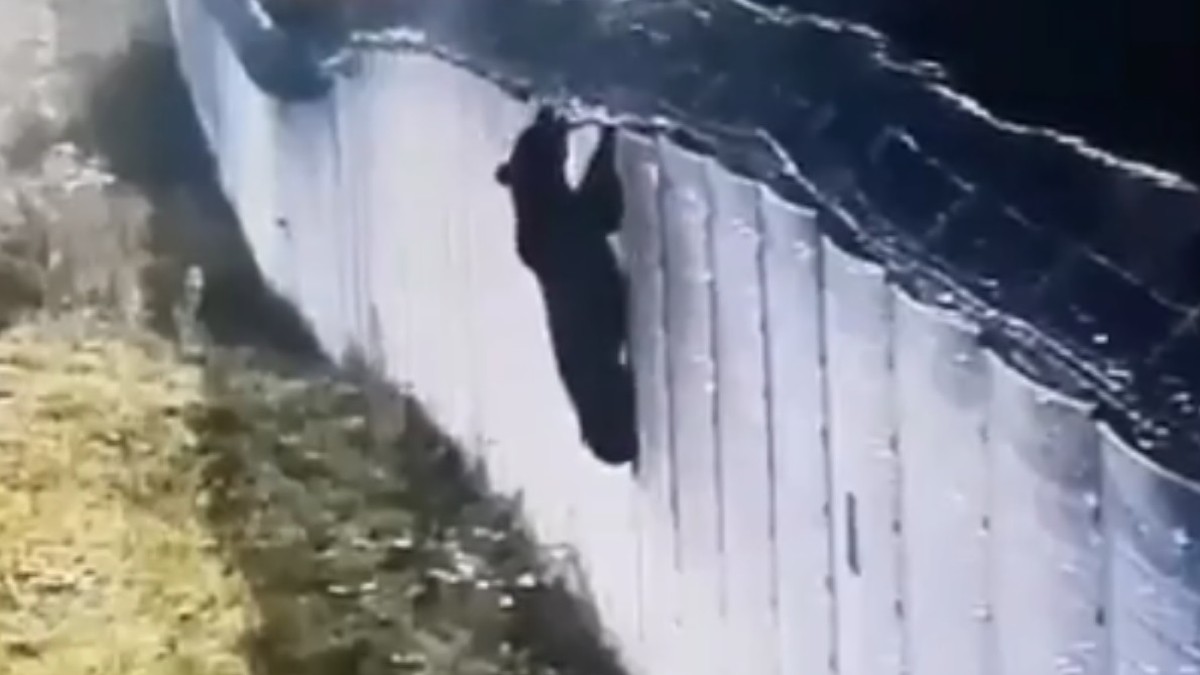 Litwa. Niedźwiedź próbował przejść przez ogrodzenie na granicy z Białorusią