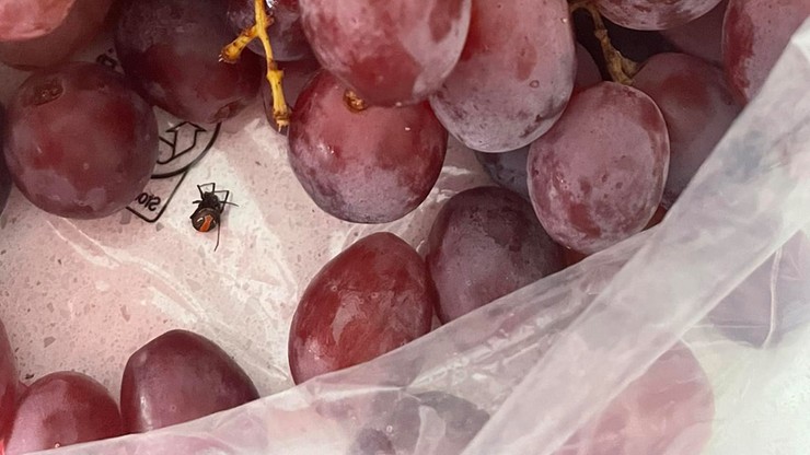 Australia: Jadowity pająk w winogronach. "Chciałam dać je córce"
