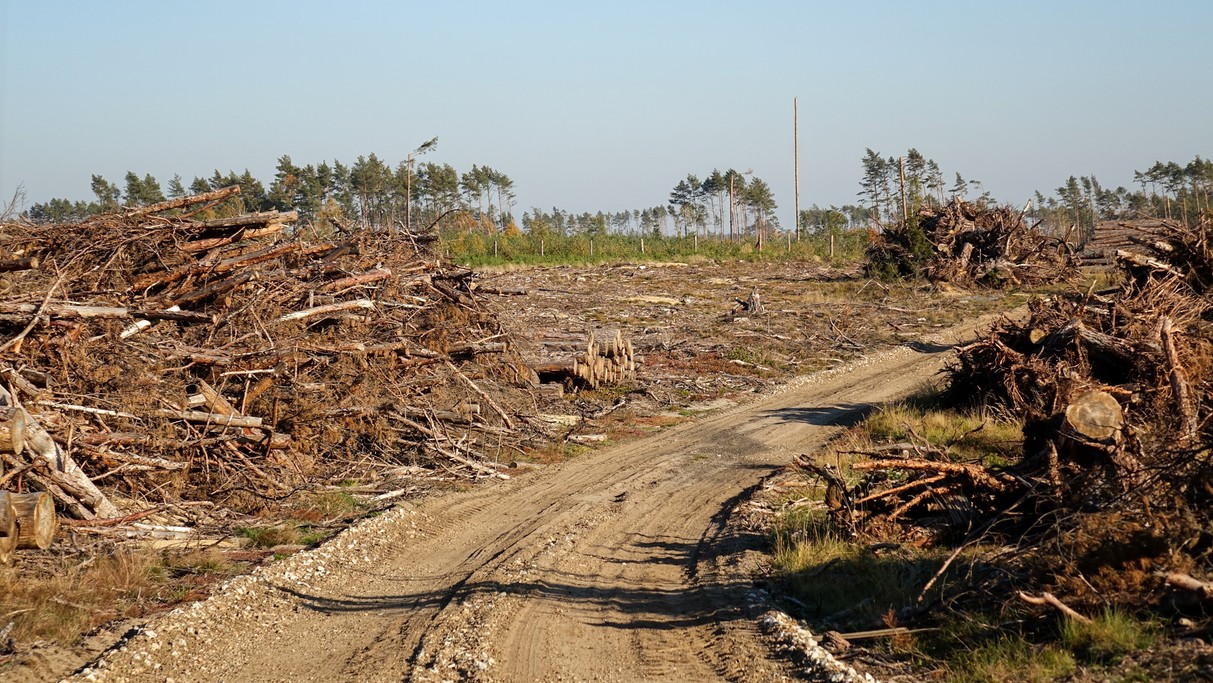 Bory Tucholskie po huraganie - zdjęcie 4