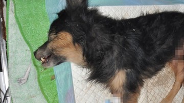 Nie żyje pies, którego wcześniej zakopano żywcem w Lublinie