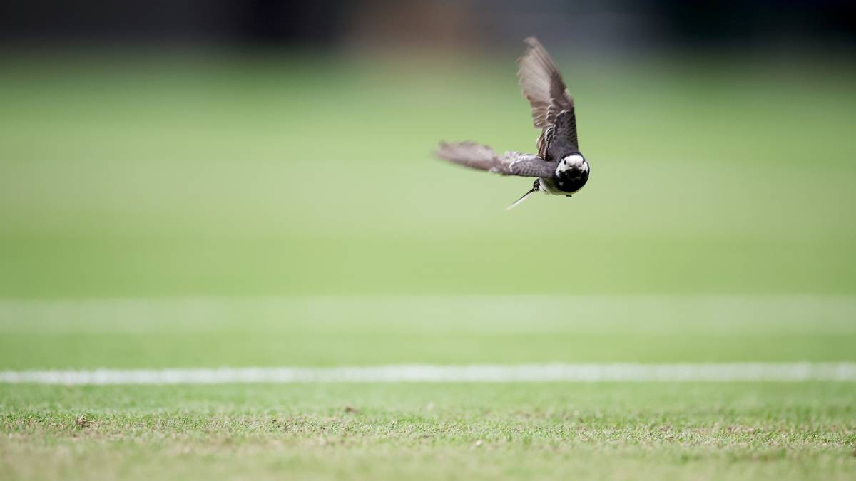 14.07. Wimbledon na żywo. Darmowy stream online. Transmisja z kortu numer 18