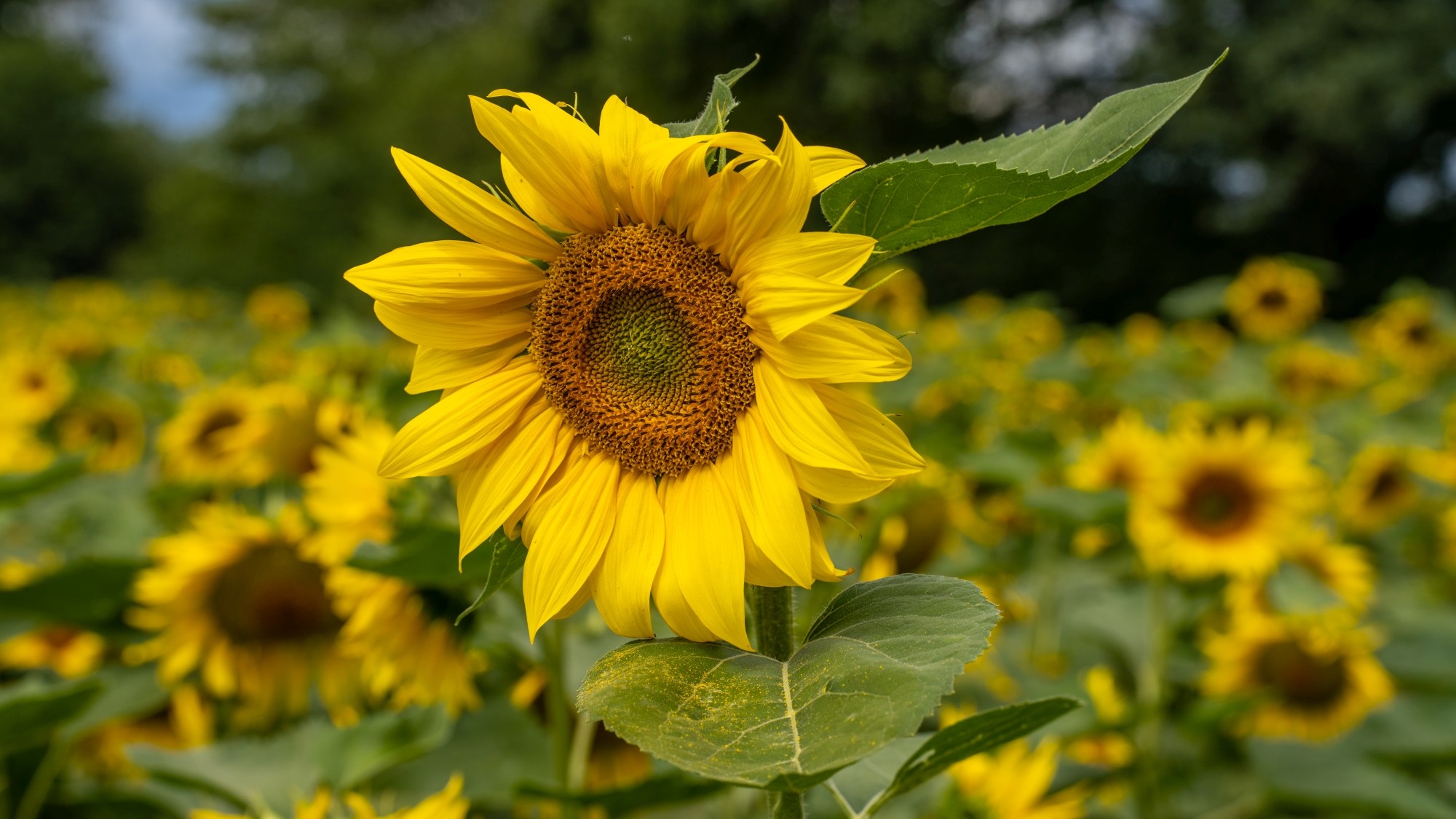 Kolory lata - zdjęcie 18
