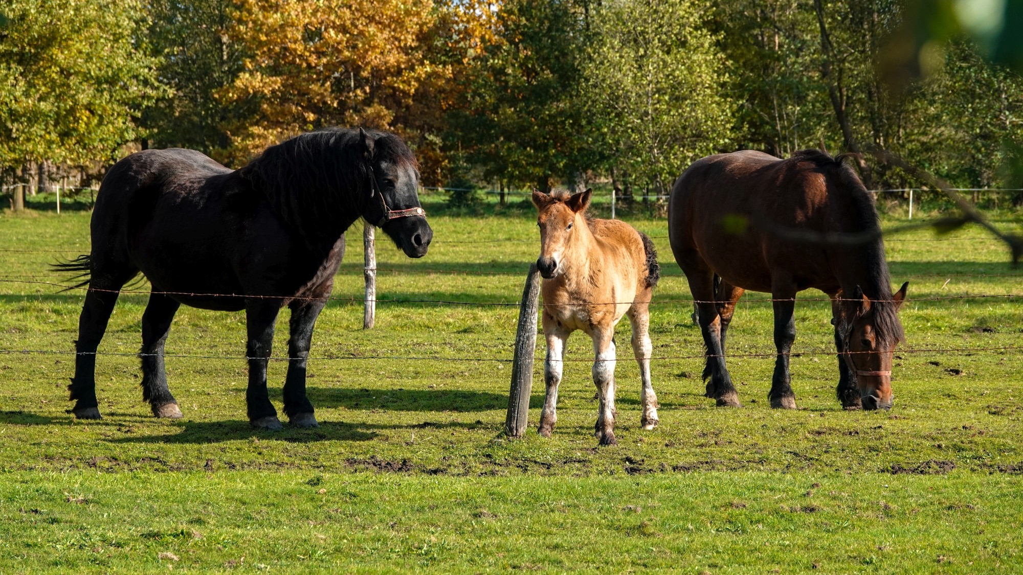 Wszystkie barwy jesieni - zdjęcie 5