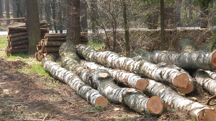 MON chce wyciąć 264 drzewa w Lesie Kabackim. MJN i Polska 2050 protestują