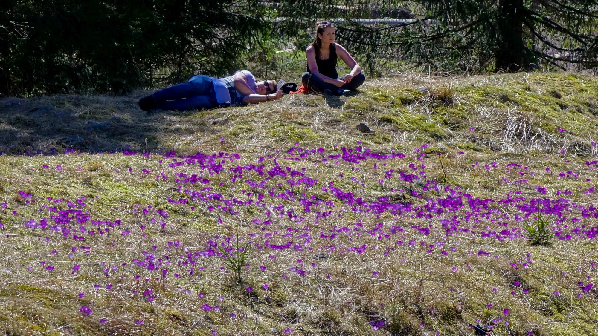 Tatrzańskie krokusy - zdjęcie 5