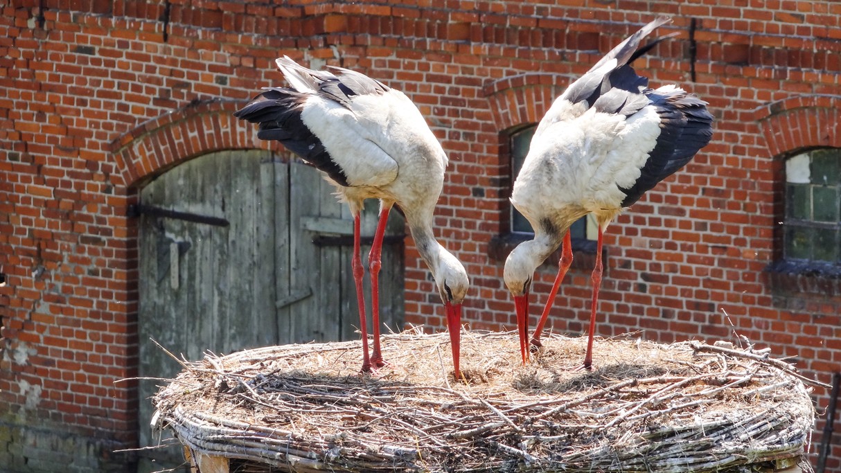 Bociania wioska - zdjęcie 6