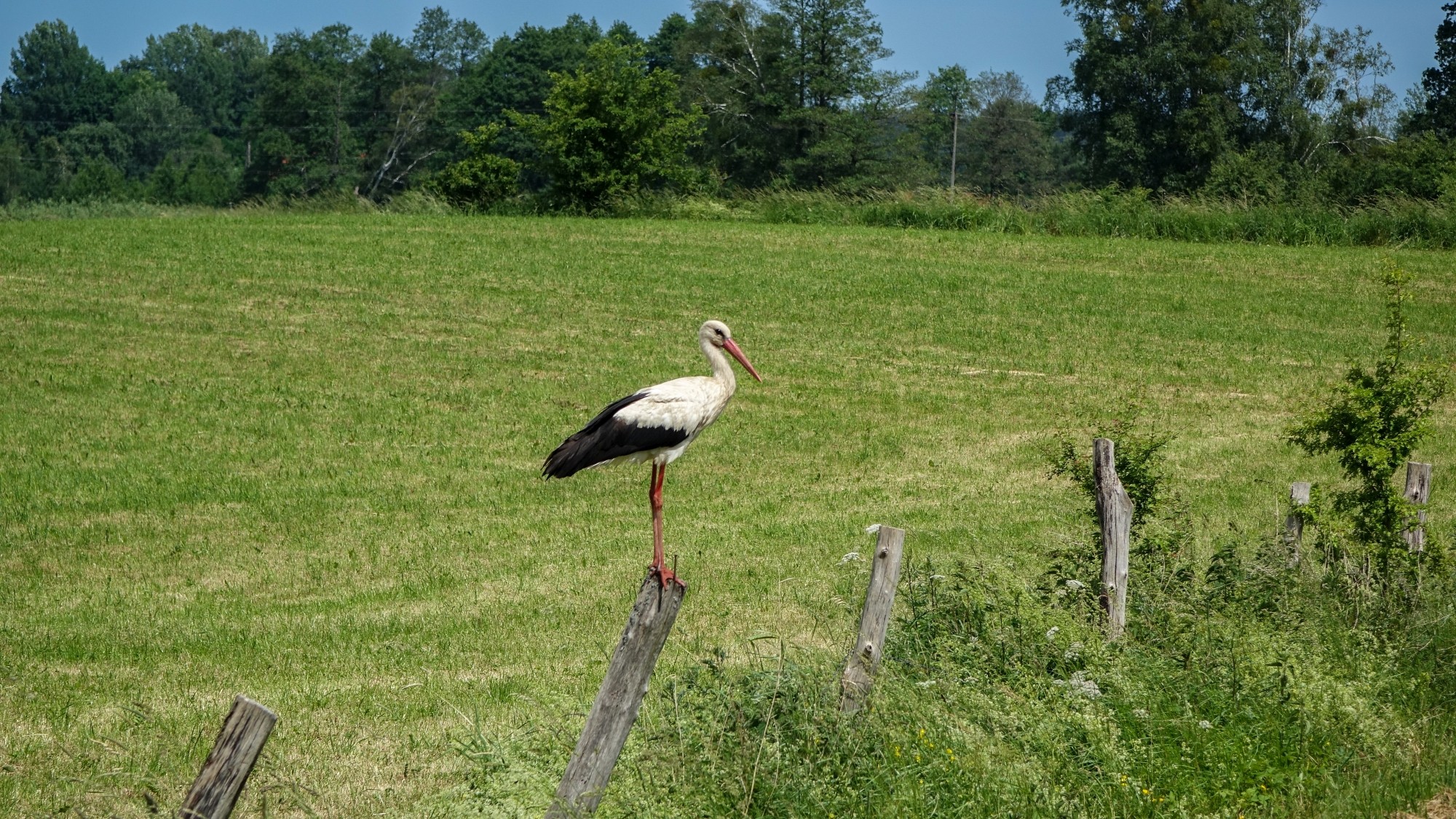 Uroki lata za miastem - zdjęcie 21