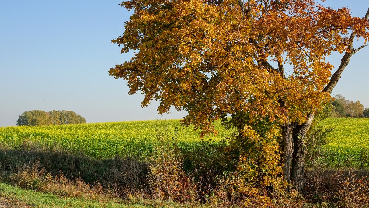 Barwy jesieni - zdjęcie 23