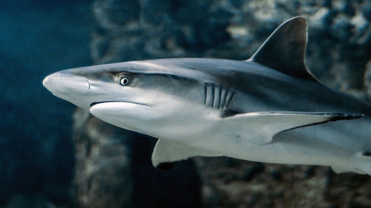 Badania: przeciwciała rekina mogą zwalczać koronawirusy