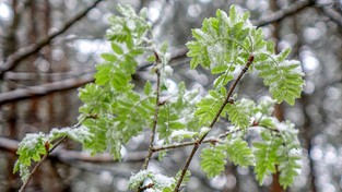 08.04.2021 12:00 Zima jeszcze nie powiedziała ostatniego słowa. W przyszłym tygodniu spadnie nawet 10 cm śniegu