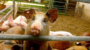 Polska przywróciła import świń z Litwy