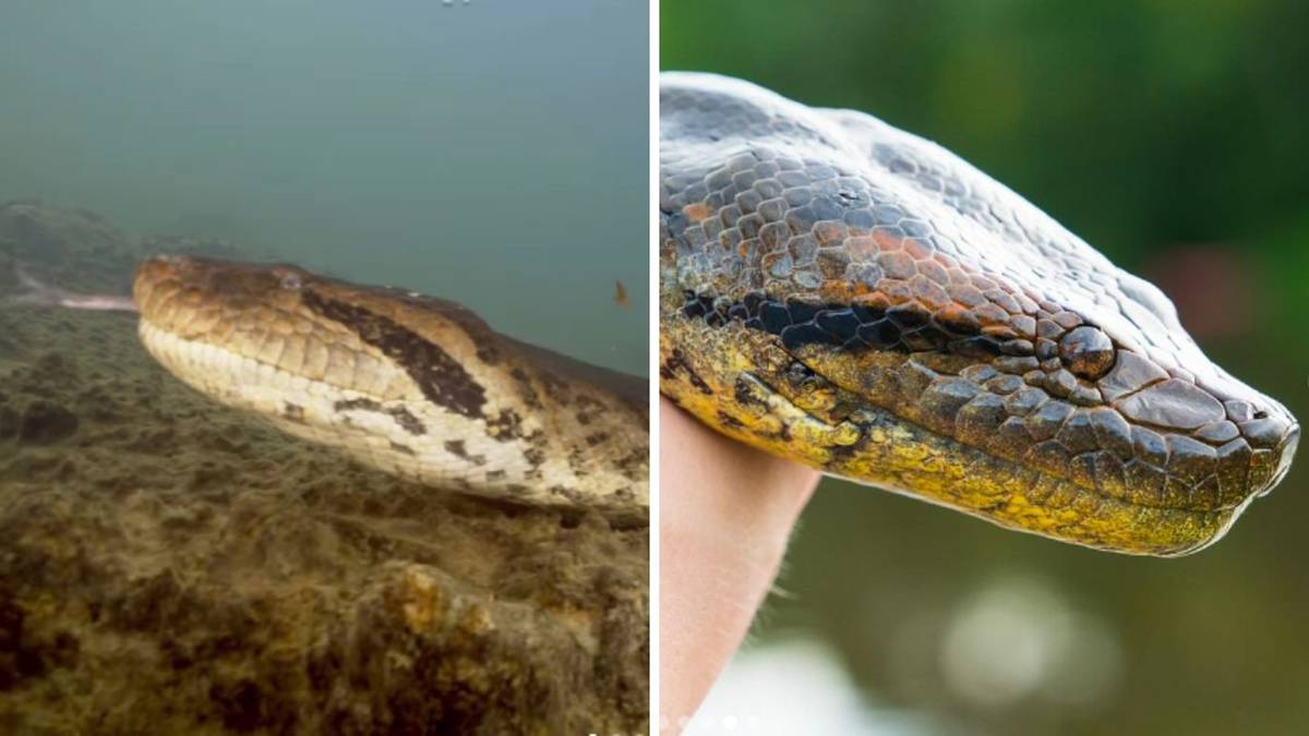 W Amazonii odkryto nowy gatunek węża. To prawdziwy gigant
