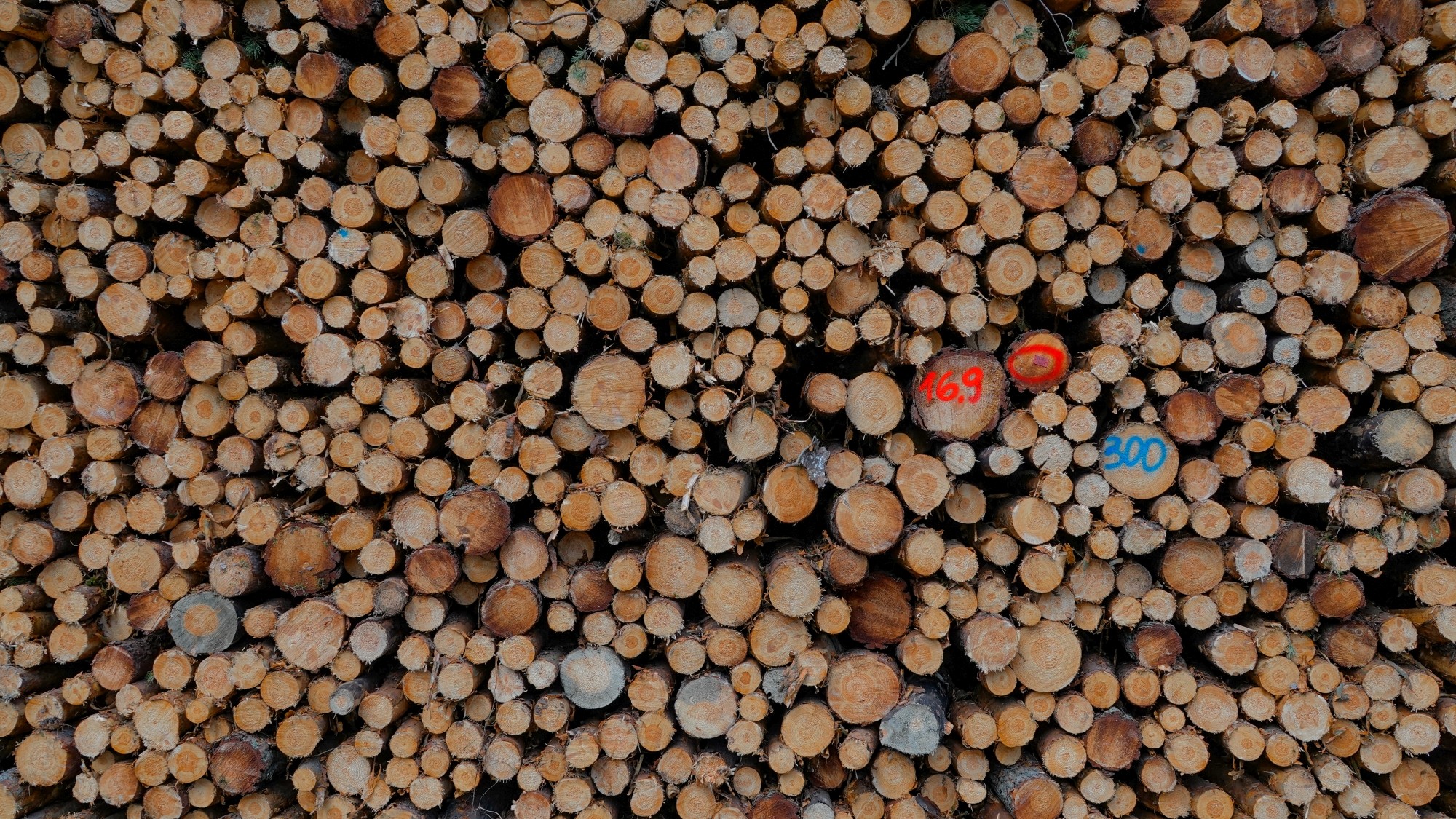 Uroki zielonej pory roku - zdjęcie 48