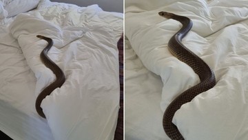 Australia: Znalazła w łóżku jadowitego węża. Drzemał w pościeli