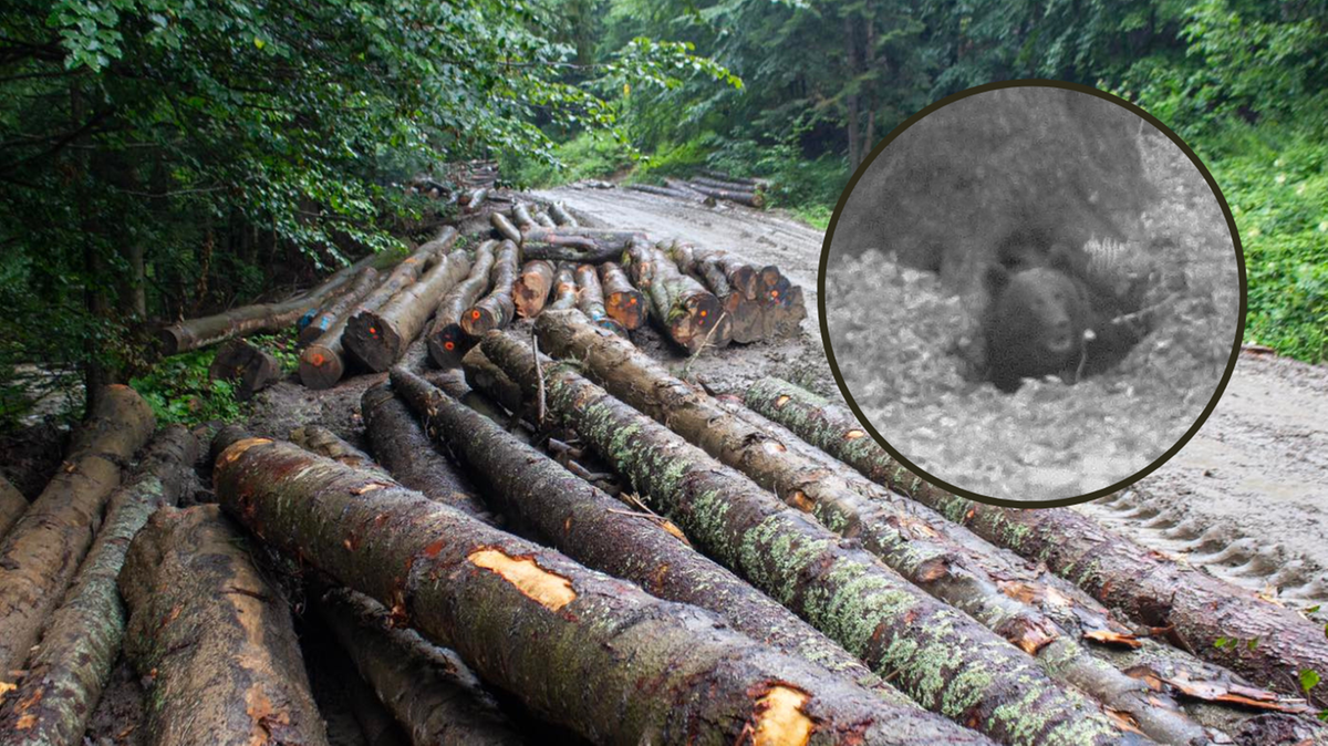 Atak niedźwiedzia w Bieszczadach. Są zdjęcia z fotopułapki