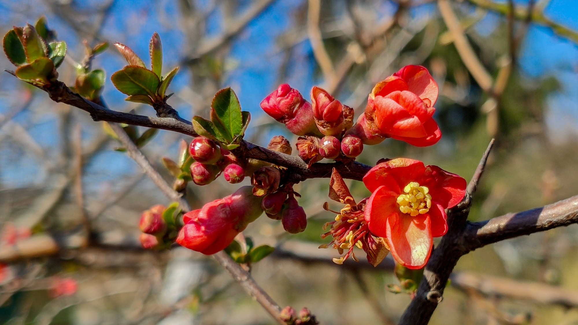 Kwitnąca wiosna - zdjęcie 14