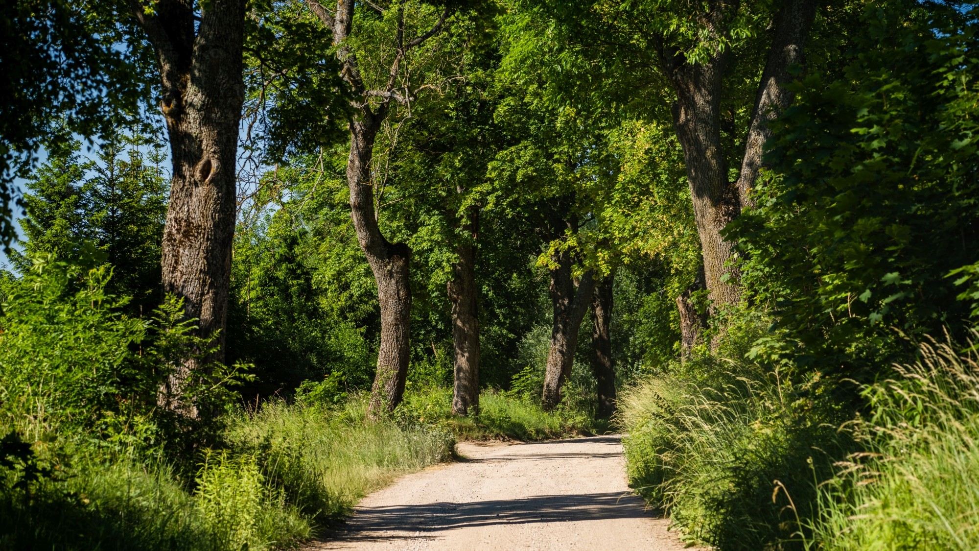 Kolory lata - zdjęcie 55
